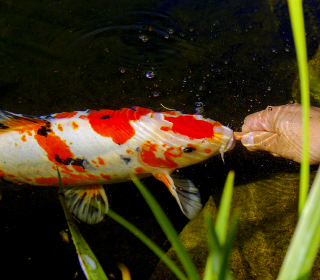 Koi nimmt am Teich Futter aus der Hand