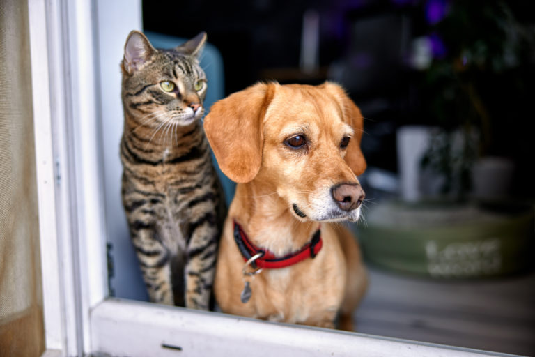 Getigerte Katze und brauner Hund mit rotem Halsband schauen gemeinsam aus dem Fenster