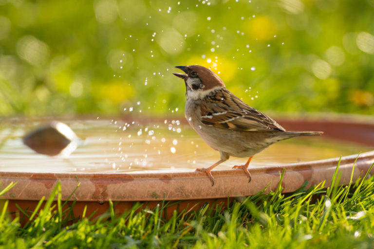 Feldsperling steht am Rand einer flachen Vogeltränke im Garten, Wassertropfen spritzen