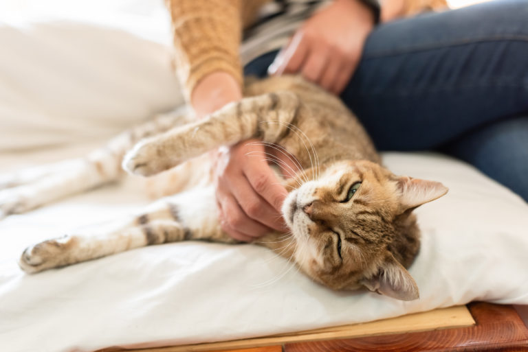 Getigerte Katze liegt entspannt auf einem Bett und lässt sich von einer Person streicheln