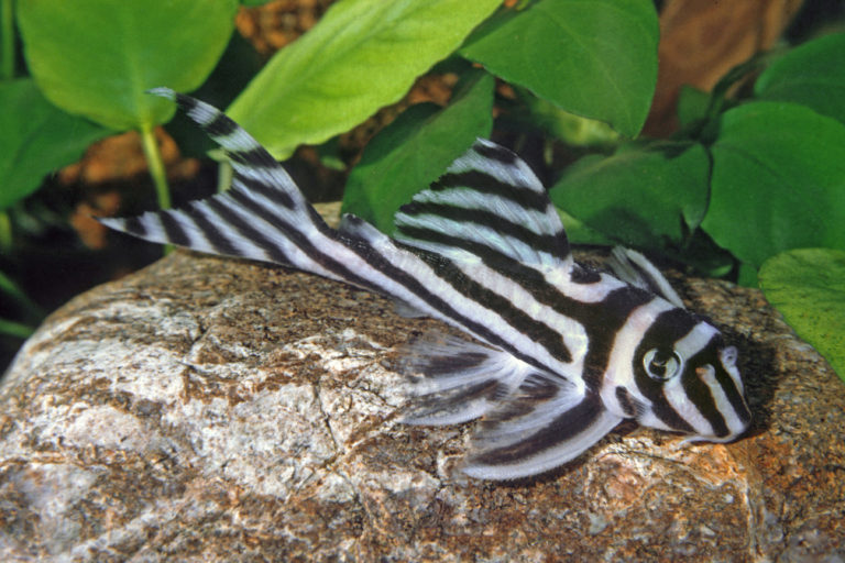 Schwarz-weiß gestreifter Zebraharnischwels liegt auf einem Stein vor Wasserpflanzen