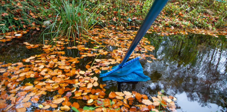 Kescher fischt Herbstlaub von der Wasseroberfläche eines Gartenteichs