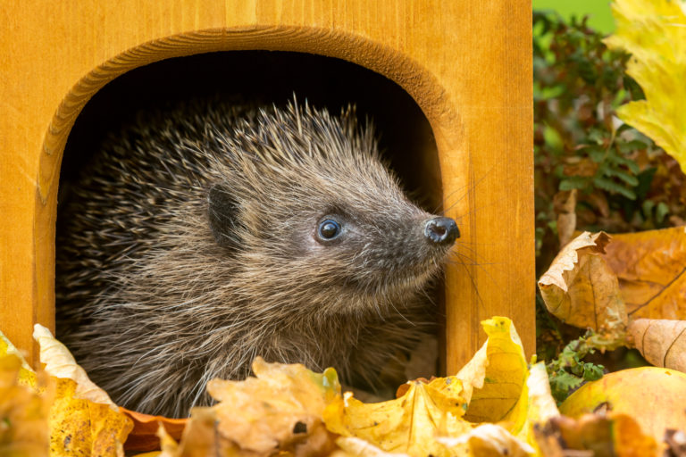 Igel, wild lebender, einheimischer Igel verlässt im Herbst sein Igelhaus.