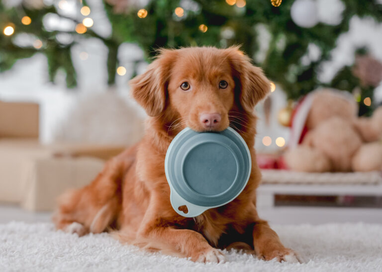 Rotbrauner Hund hält einen Futternapf im Maul, dahinter ein geschmückter Weihnachtsbaum