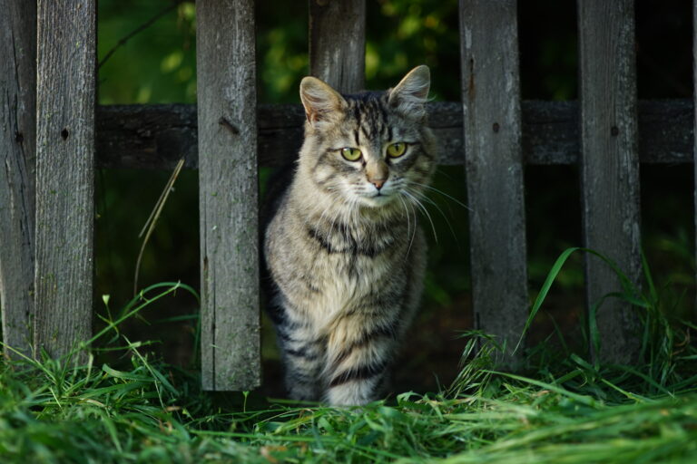 Getigerte Katze sitzt im Gras vor einem alten Holzzaun
