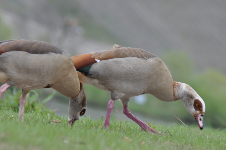 BU: Nilgans