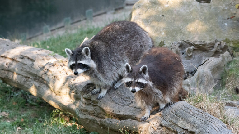 BNA_Waschbär-01_Zoo-Heidelberg_Hirt