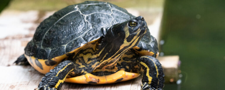 Gelbwangen-Schildkröte