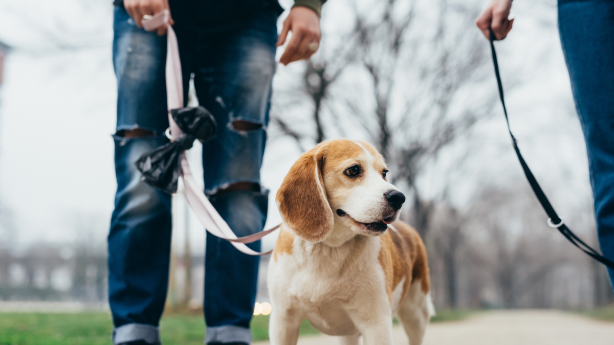 Hund mit Mikrochip zur Identifizierung