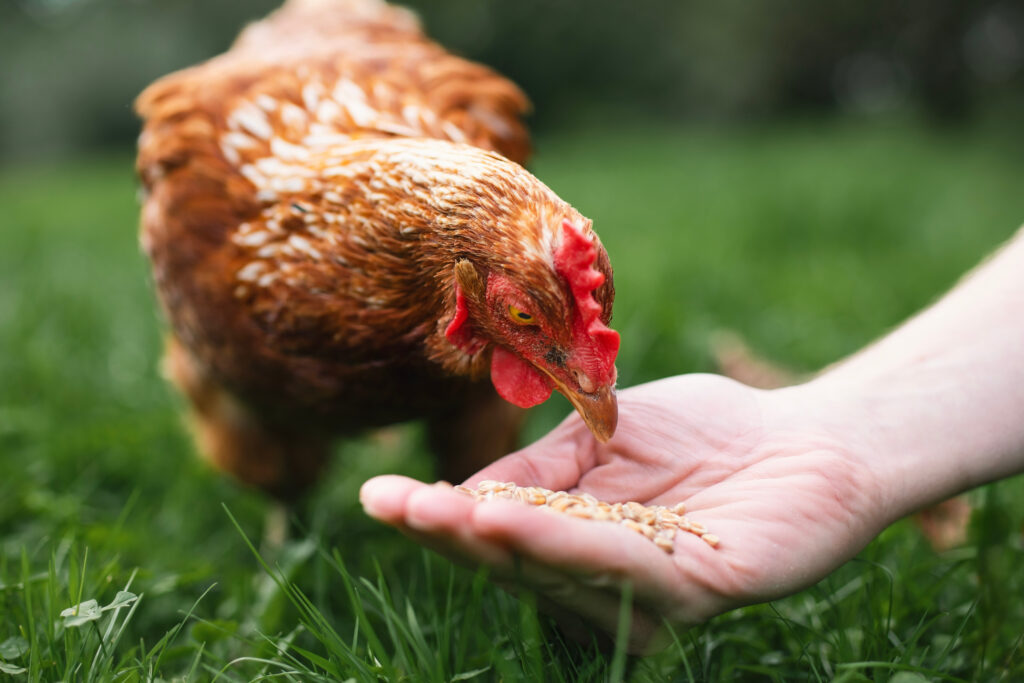 Landwirt füttert Henne aus der Hand. Huhn pickt Körner aus der Hand des Mannes im grünen Gras. Die Themen Bio-Bauernhof, Sorgfalt und Vertrauen.