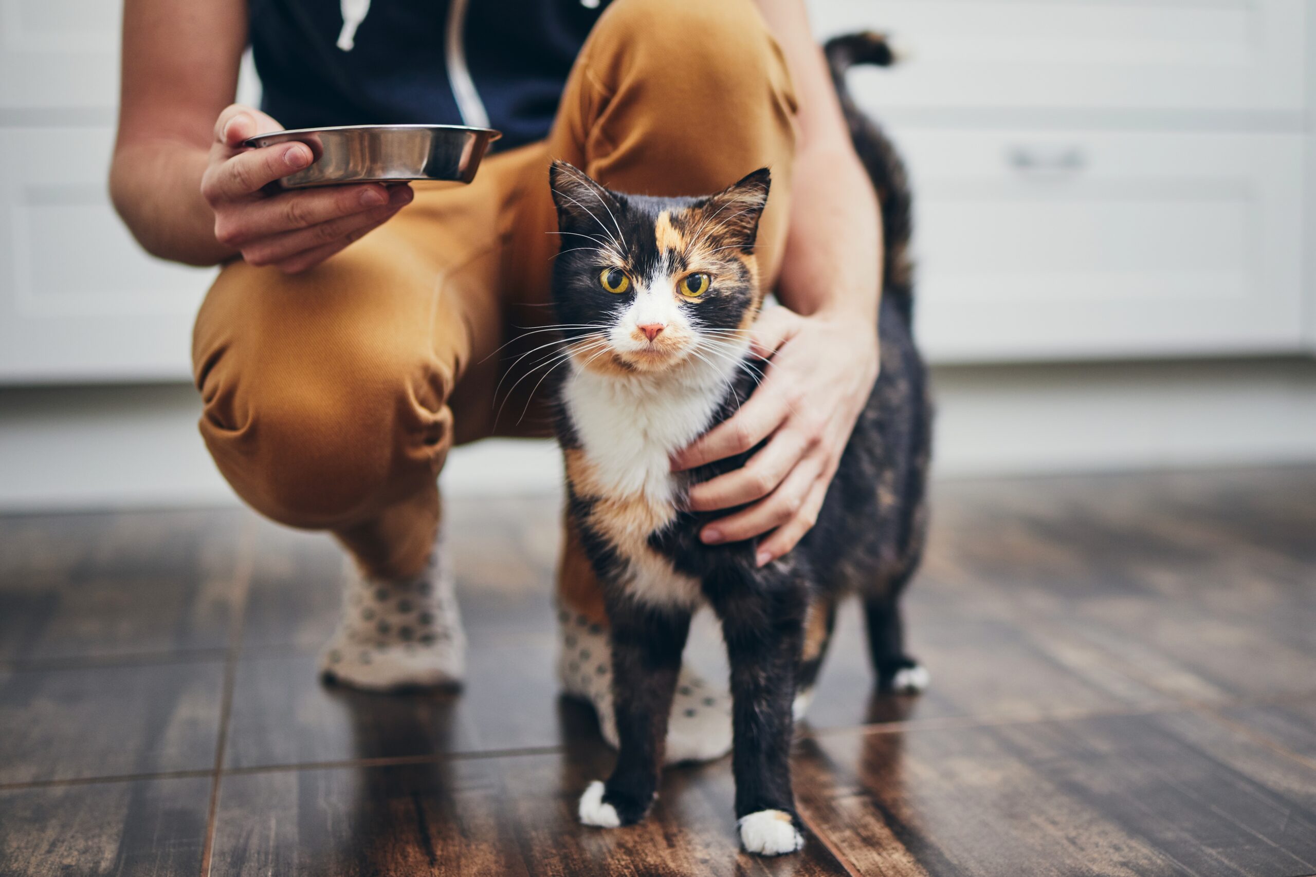 Häusliches Leben mit Haustier. Mann hält Schüssel mit Futter für seine Katze.