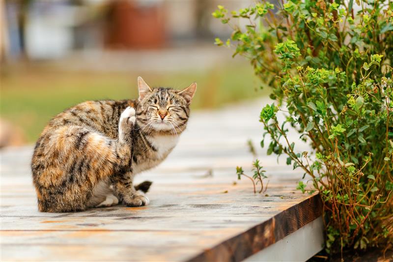 Katze in der Sonne
