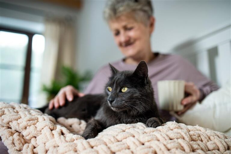 Ältere Katzen haben besondere Bedürfnisse. Copyright: Adobe/Halfpoint