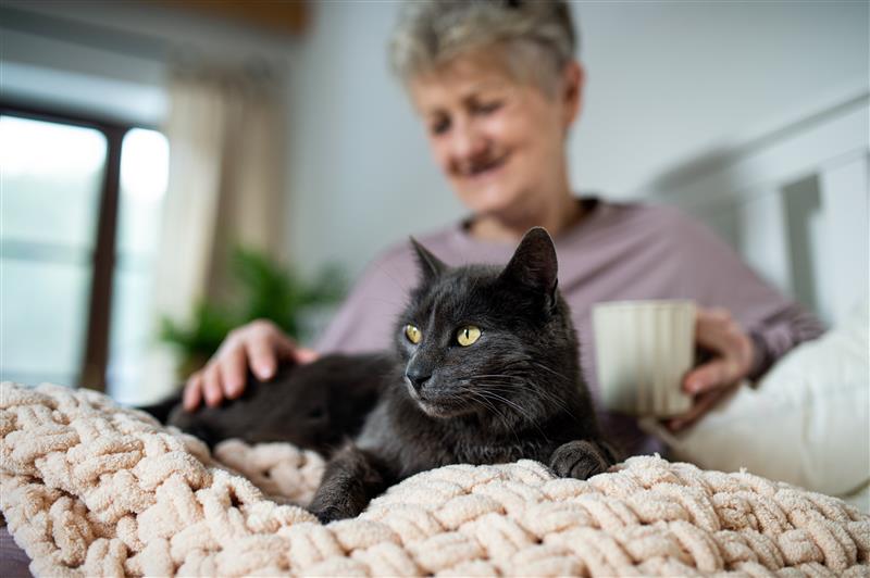 Ältere Katzen haben besondere Bedürfnisse. Copyright: Adobe/Halfpoint