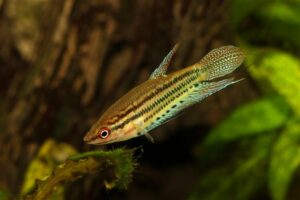 Der Knurrende Gurami kann Knurrlaute mithilfe der Schwimmblase erzeugen. Copyright: Adobe/Mirko Rosenau