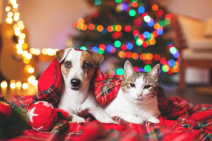 Hund und Katze unter einem Weihnachtsbaum
