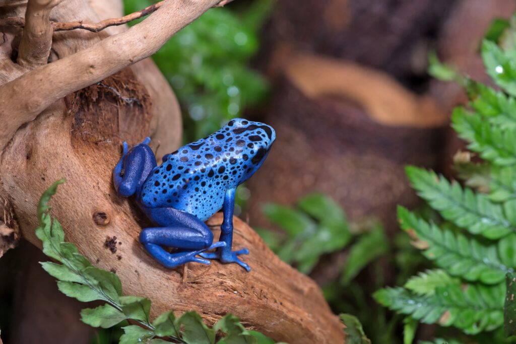 Blauer Färberfrosch (Dendrobates tinctorius azureus) auf einem Ast