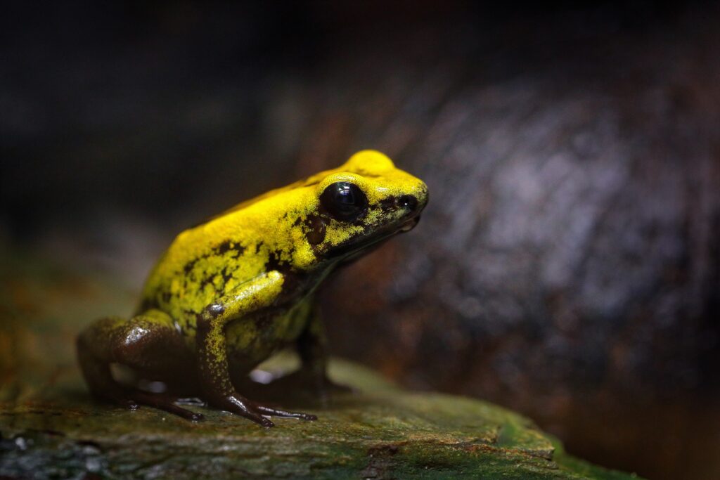 Der Schreckliche Pfeilgiftfrosch (Phyllobates terribilis) in gelber Färbung