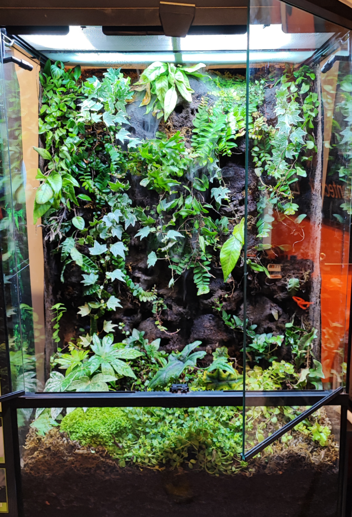 Naturnah eingerichtetes Terrarium für Pfeilgiftfrösche mit Pflanzen