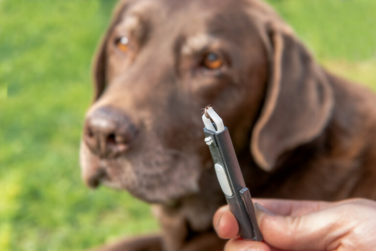 Zecke wird mit Zeckenzange von einem Hund entfernt