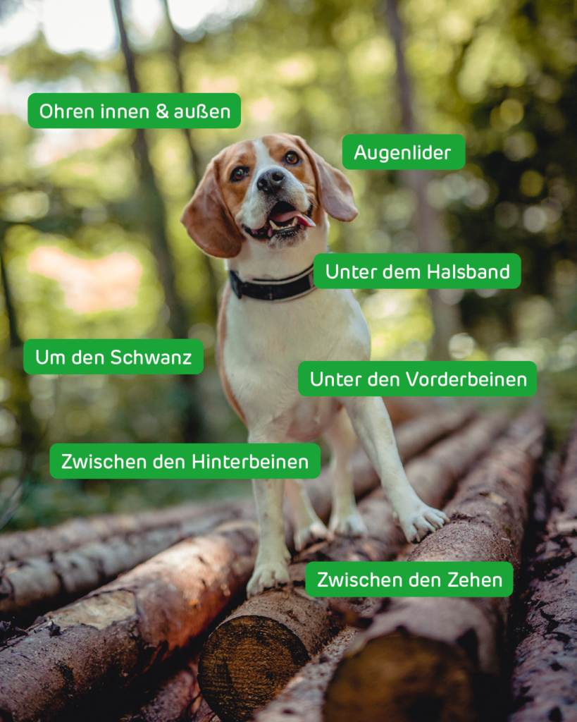 Hund mit markierten Zecken-Hotspots: Ohren, Augenlider, Halsband, Achseln, Schwanz, Zehen