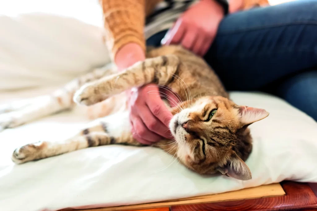 Junger Mann mit Brille und Bart hält lächelnd eine getigerte Katze im Arm