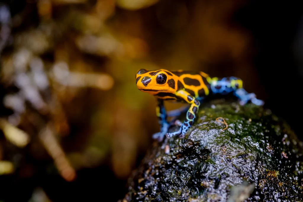 Orangefarbener Pfeilgiftfrosch mit schwarzen Mustern und blauen Beinen auf moosigem Stein