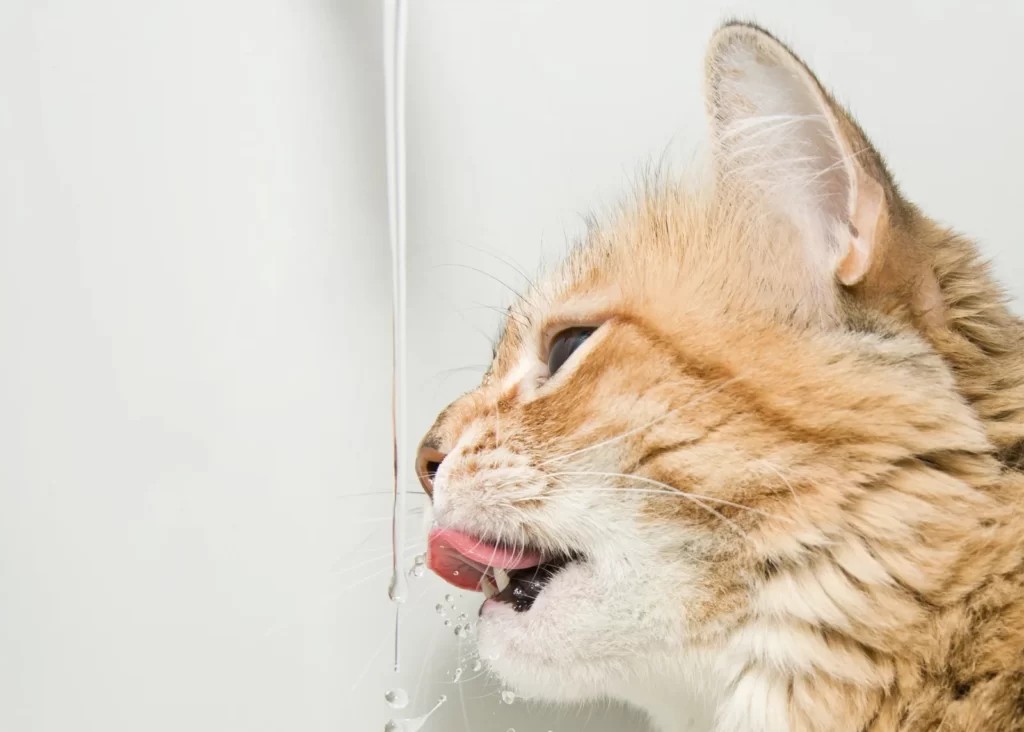 Rot getigerte Katze trinkt aus einem fließenden Wasserstrahl