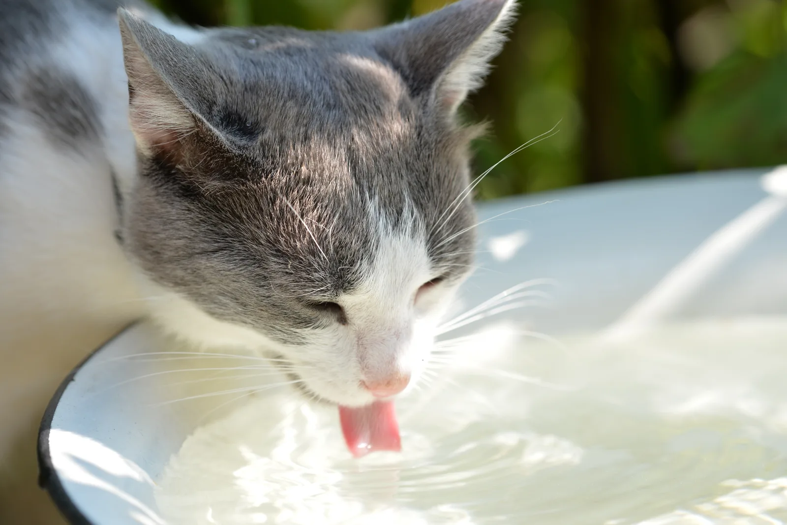 Grau-weiße Katze trinkt Wasser aus einer hellen Schale