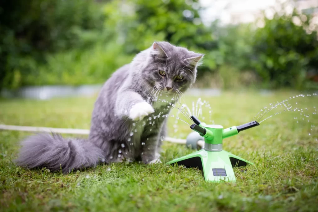 Graue Langhaarkatze spielt im Gras mit dem Wasserstrahl eines Rasensprengers