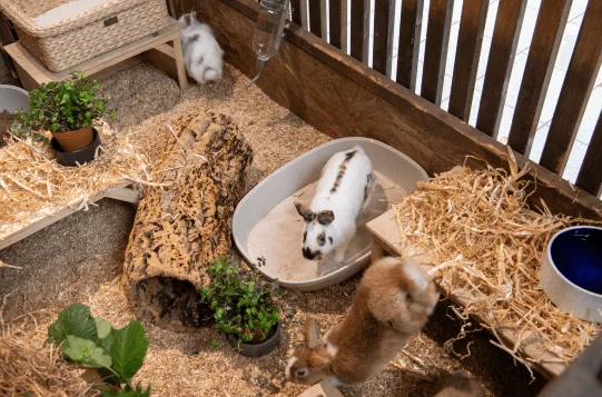 Kaninchen in einem großen, eingestreuten Gehege mit Röhre, Häuschen und Wassernapf