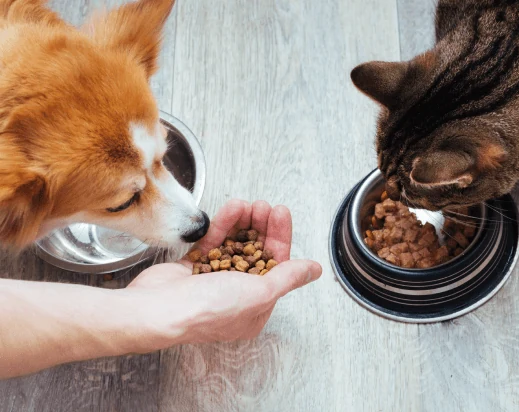 Hund und Katze fressen aus Näpfen, eine Hand reicht dem Hund Trockenfutter