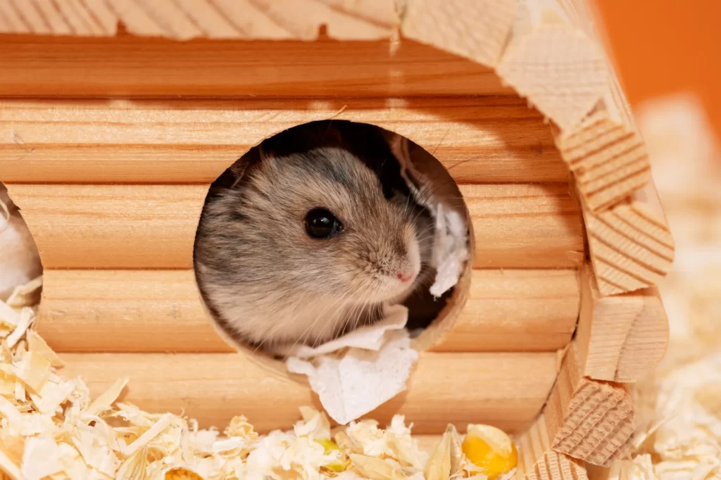 Zwerghamster schaut aus dem Eingang eines Holzhaeuschens mit Einstreu und Futter
