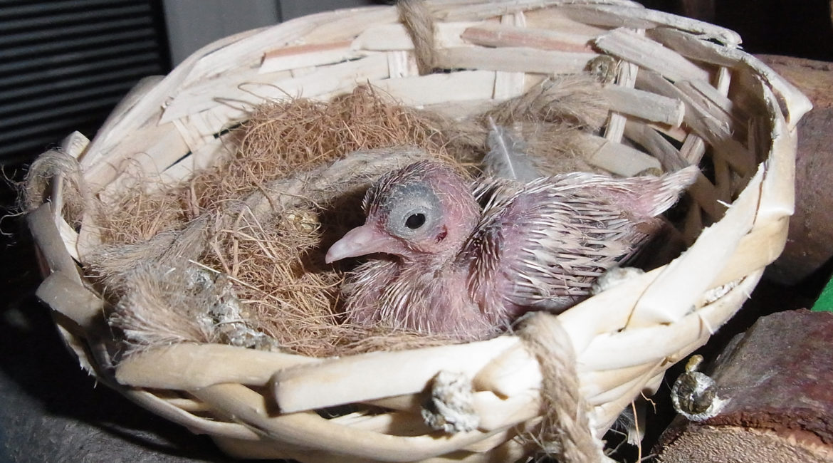 Vogel_zuechten_diamanttaubchen