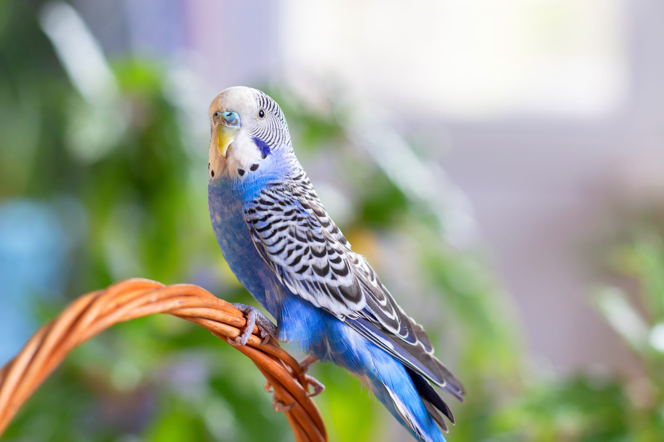 Ein schöner gewellter Papagei von blauer Farbe sitzt ohne Käfig. Tropische Vögel zu Hause. Gefiederte Lieblinge