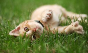 Katze_Pflanzen