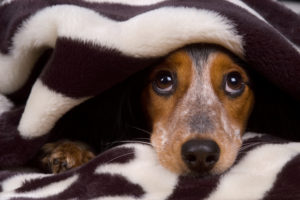 Silvester - Hund unter Decke