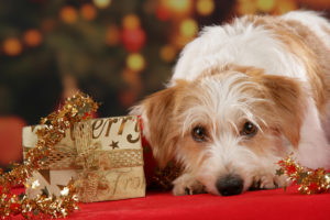 Hund Weihnachtsfest
