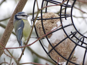 Wildvögel_Winterfütterung