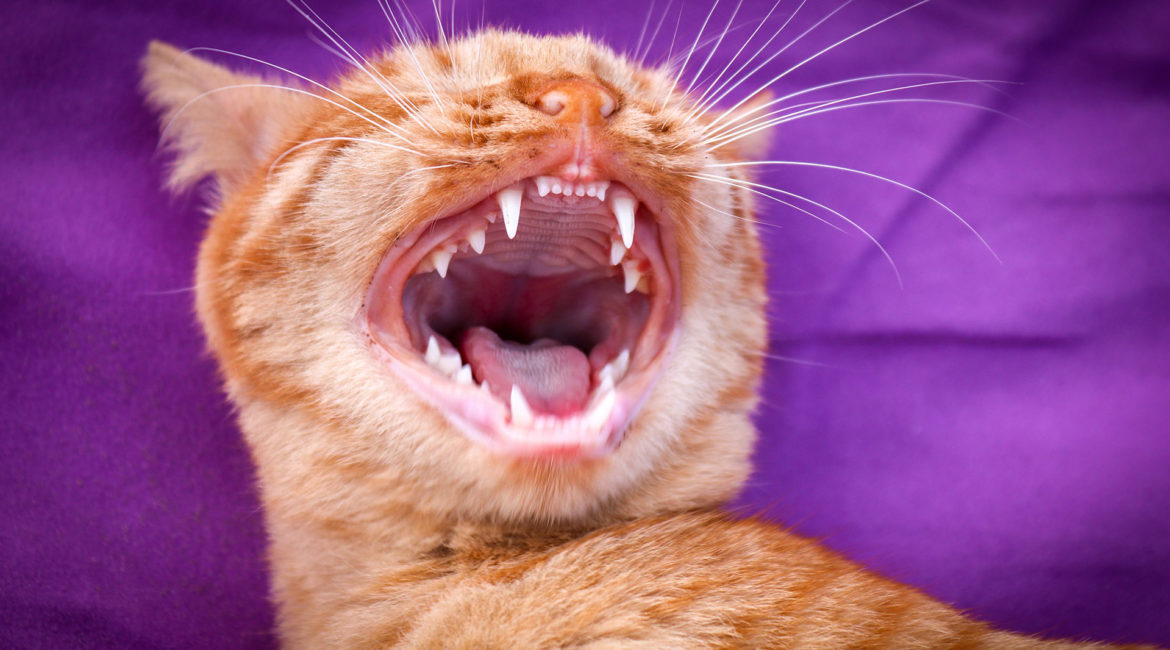 Eine Katze zeigt ihre Zähne