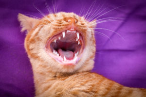 Eine Katze zeigt ihre Zähne