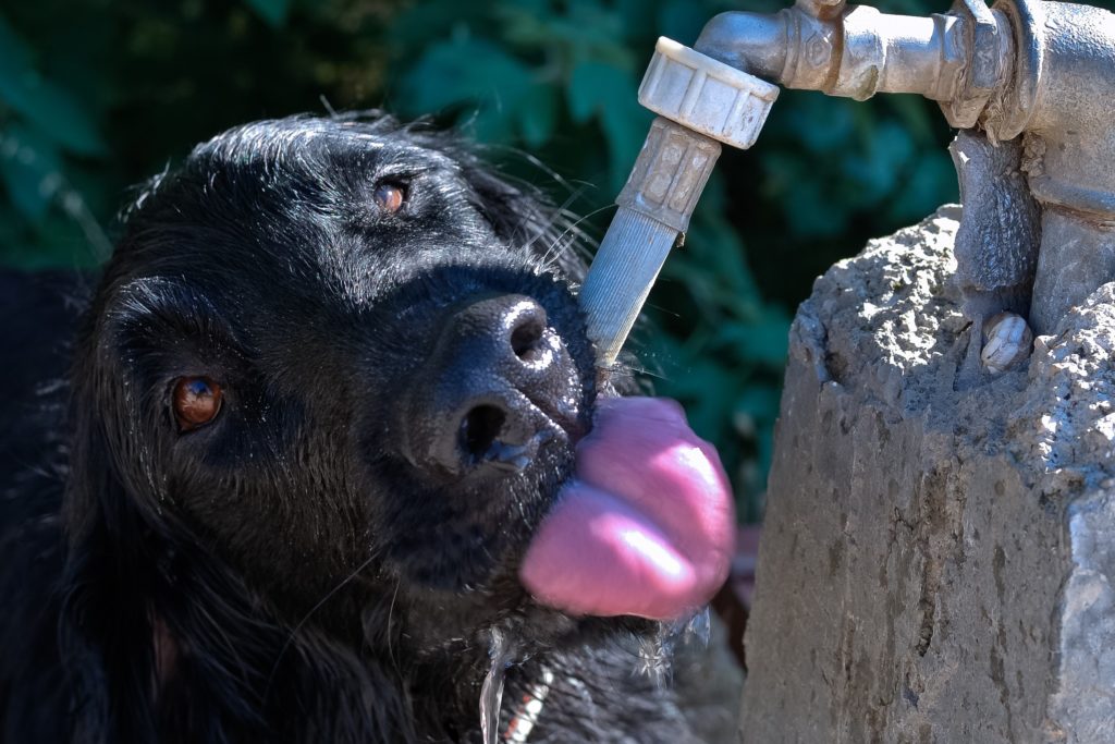 Schwarzer Hund trinkt aus Wasserhahn