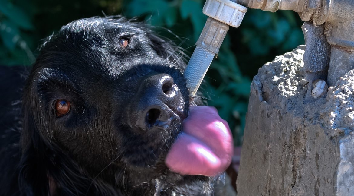 Schwarzer Hund trinkt aus Wasserhahn