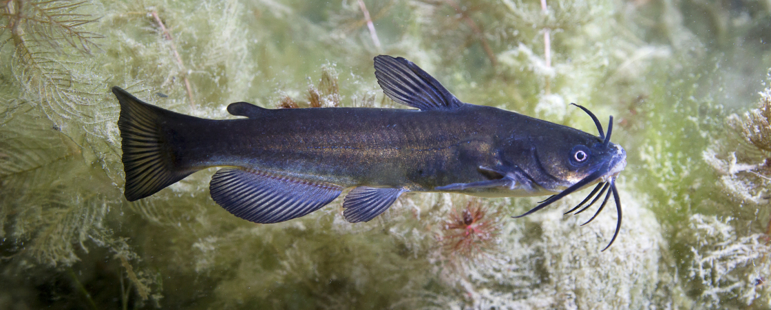Der ursprünglich in Nordamerika vorkommende Schwarze Zwergwels ist in Deutschland für den Rückgang einheimischer Fischpopulationen verantwortlich.