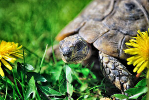 Eine artgerechte Haltung von Europäischen Landschildkröten ist nur in Freigehegen möglich.