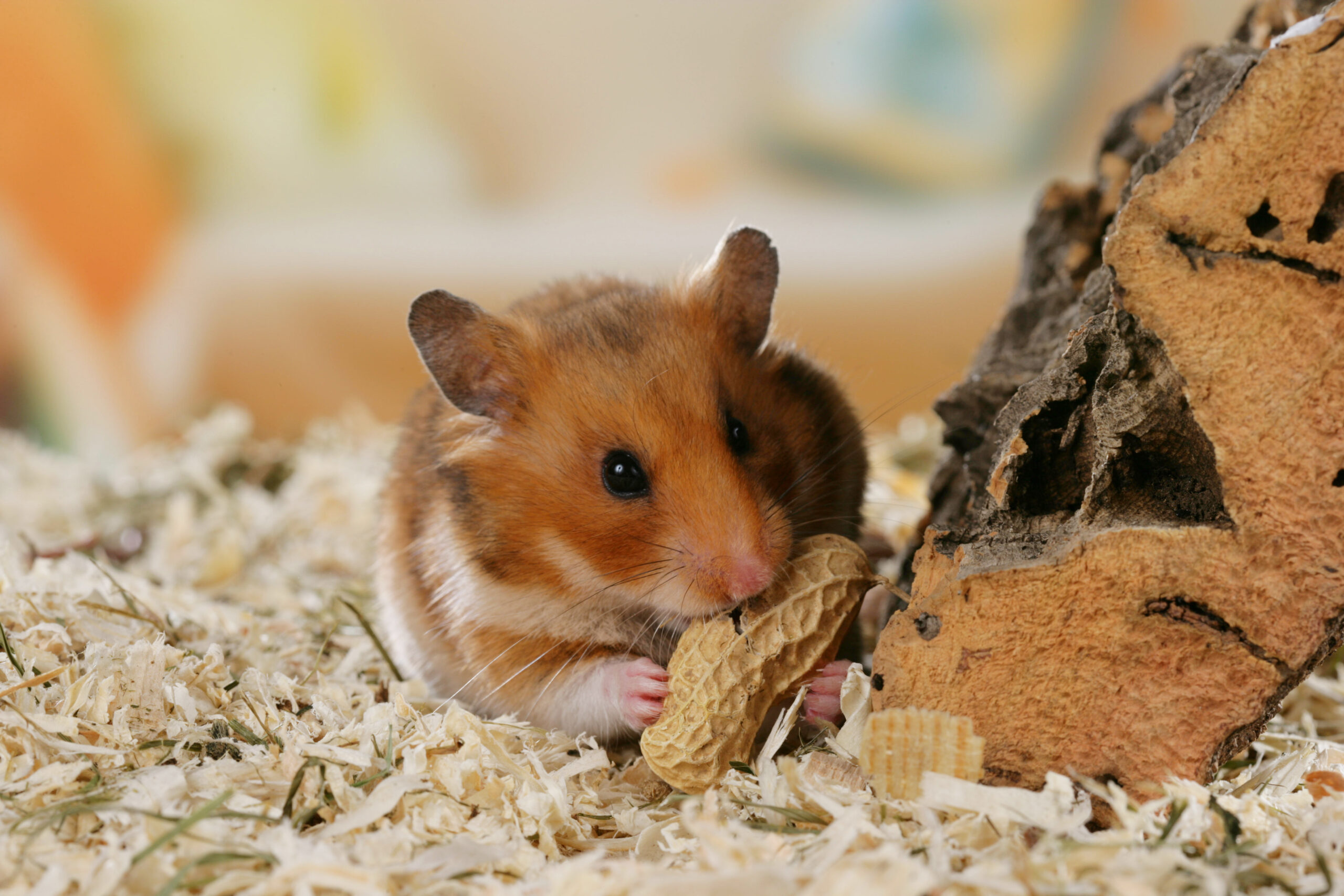 Als Gemischtköstler brauchen Hamster auch Futter mit tierischen Proteinen. Foto: Ulrike Schanz