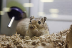 Als Gemischtköstler brauchen Hamster auch Futter mit tierischen Proteinen.