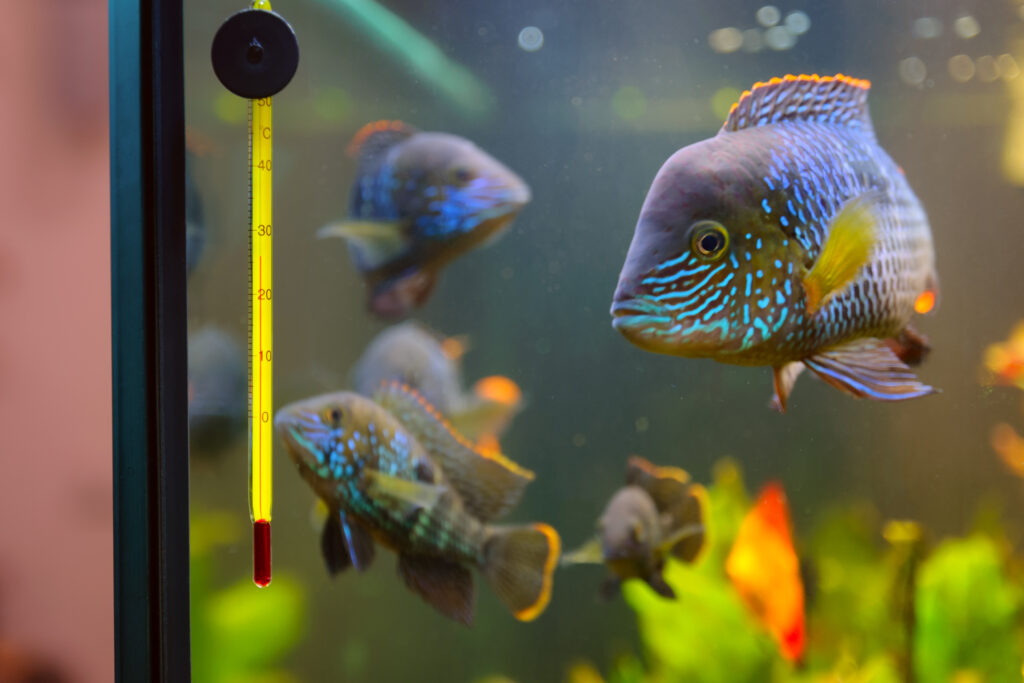 Hitze-Tipps für Heimtiere: Leuchten, Filter und andere Geräte heizen die Temperatur im Aquarium zusätzlich auf.