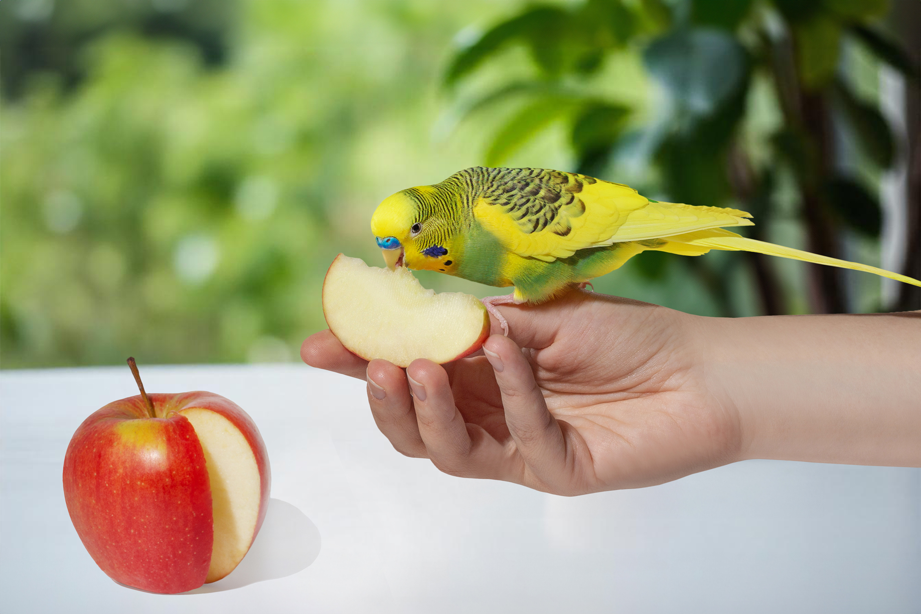 Frisches Futter unterstützt ein vitales, gesundes Vogelleben.