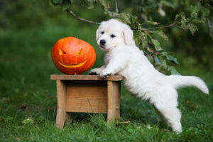 Vieles, was uns an Halloween Freude bereitet, kann für Heimtiere Stress bedeuten.